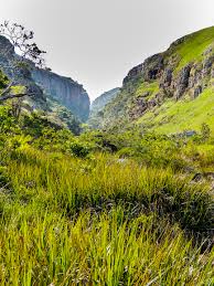 Image result for Basananthe sandersonii