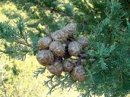 Cupressus Sempervirens Feuillage Et Fruits Feuillage Paysage Italien Feuillage Persistant