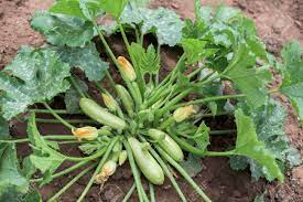 So, if you end up with loads of summer zucchini, you might want to know what to do with it all so that it doesn't go bad. Fresh Zucchini Plant In A Vegetable Garden Stock Photo Picture And Royalty Free Image Image 90280808