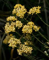 Image result for Helichrysum panduratum