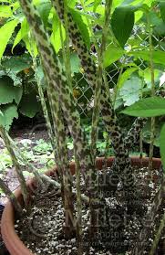 Image result for Sauromatum venosum