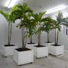 Pvc Planter Boxes On Wheels With Palm Trees Growing Out Lawn And Garden Plants Diy Planters