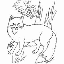 A chicken hen farm animal s0f4f. Top 10 Free Printable Jungle Animals Coloring Pages Online