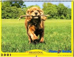 Check spelling or type a new query. How To Get Over The Death Of A Dog Fidose Of Reality