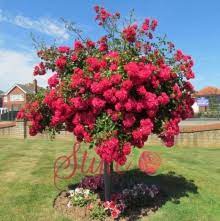 To find out more about a species you know already, select its english or scientific name from this list. Weeping Standard Roses Style Roses