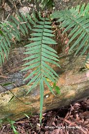 Image result for Pteris