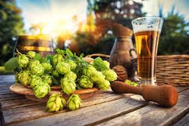 Dogs may also ingest spent hops after brewing if they are not properly disposed. How To Grow Your Own Hops At Home Farmers Almanac