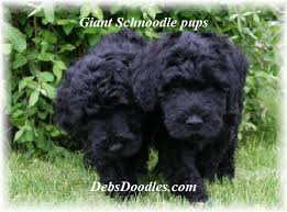These fluffy, playful, and lovable schnoodle puppies are a cross between a schnauzer and a poodle. Debs Doodles
