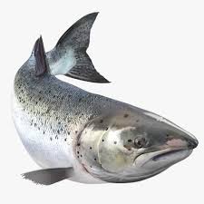 Atlantic Salmon Fish Swimming Pose 3d Model Ad Fish Salmon Atlantic Model Fish Atlantic Salmon Fish Swimming
