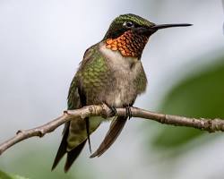 Image of Rubythroated Hummingbird Chicago