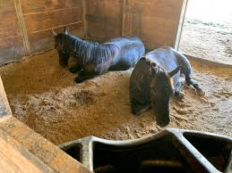 Dale and Brennan have there own stalls, but they are still begging for bunk  beds… #stepbrothers #reining #reininghorse #reininghorses #reiner  #daleandbrennan #yearling #tinkerwithguns #rowdinic #hollywooddunit #ranch  #ranchlife #ranchhorse #aqha ...