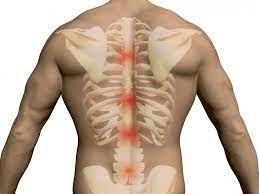 Rib cage anatomy posterior view. Thoracic Spine