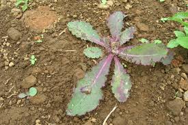 Image result for Sonchus luxurians