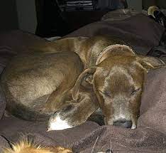 Adoption costs are regularly $100. Rio Rancho Nm Labrador Retriever Meet Baxter A Pet For Adoption