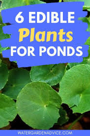 We did not find results for: Pin On Growing Vegetables