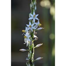 Image result for Chlorophytum bowkeri