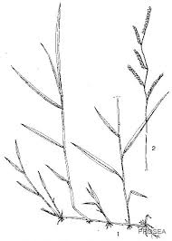 Image result for Urochloa dictyoneura