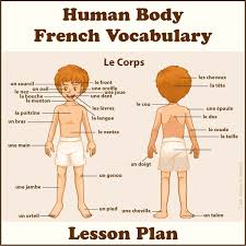 In this lesson, you will learn different parts of the human body with esl picture and example sentences to expand your english vocabulary. Body Parts In French Lesson Plan For Kids Tree Valley Academy