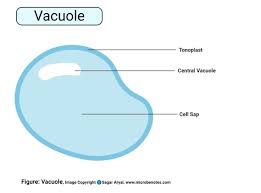 Do both cells in model 3 have a nucleus? Is The Vacuole Found In Prokaryotic Or Eukaryotic Cells Quora