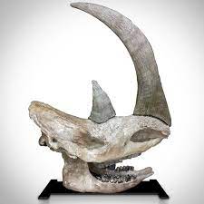 Woolly Rhino Authentic Ice Age Fossil Skull With Display Stand Rhinoceros Skull Extinct Animals