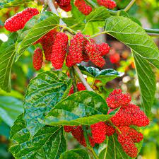 The indian council of agriculture research (icar) in ranchi has asked farmers to take up fruit production system (fps) between big trees like so we are advising farmers to take up fps and cultivate pineapples and some other fruits in between the big trees in their farmland, dr. 10 Fast Growing Fruit Trees In India India Gardening