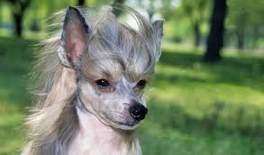 Many chinese crested dog breeders with puppies for sale also offer a health guarantee. Chinese Crested Breed Information