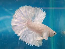 Maybe you would like to learn more about one of these? Gambar Ikan Cupang Hias Hitam Putih