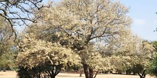 Image result for Acacia nigrescens