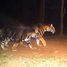 13 8k Likes 65 Comments The Jungle Jungleexploree On Instagram Odisha S Black Tigers Black Tigers Melanistic Animal Photography Tiger Species
