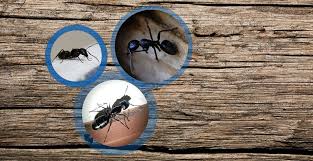 We provide round the clock, emergency 24 hour pest control in london and the surrounding areas within the m25. Sos Bugs Pest Control Experts In Orleans Ottawa