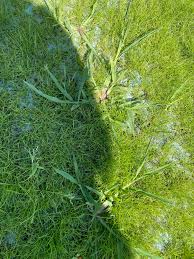 Image result for site:byggahus.se rullgräs