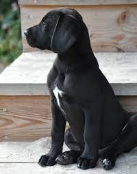 Old english bulldog welpe unsere kleine rasselbande darf ab 02.08. Rhodesian Ridgeback X Dd X Labrador Assem Welpe N Zuhause Gefunden Hundshuus Happy Ends Archiv Von Zergportal De