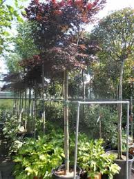Weitere ideen zu japanischer ahorn, japanische ahornbäume, japanischer fächerahorn. Acer Palmatum Fireglow Auf Stamm Roter Facherahorn Japanischer Ahorn Gunstig Kaufen