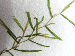 Image result for Potamogeton pusillus