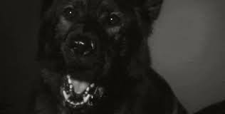 Don T Bite The Hand That Feeds You Gif Https Encrypted Tbn0 Gstatic Com Images Q Tbn 3aand9gcssny Qpbctok Okxewz3qt 37t3n3umrm 9g Usqp Cau