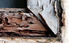 Pictures of termites & damage. Blog Moisture Problems Can Lead To Termite Damage