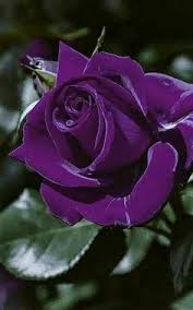 We did not find results for: 900 Purple Rose Ideas Beautiful Flowers Pretty Flowers Love Flowers