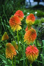 You're more likely to get the freshest material because most farmers' markets require vendors to grow their own plants. Kniphofia Rooperi Summer Flowers To Plant Summer Flowers Garden Rabbit Resistant Plants