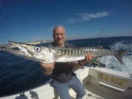 43,278 likes · 150 talking about this · 30 were here. Barracuda Andre Van Der Heijden Caught This Barracuda Onboard Of The Boat Cavalier Cavalier Blue Marlin Sportfischen Gran Canaria