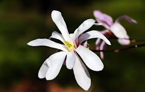 For example, the flower size is 0.125 inches, even though the cluster (which you might consider to be the flower at first glance) measures 3 inches or more. 45 Types Of White Flowers With Pictures Flower Glossary
