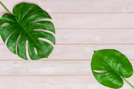 For extra pizzaz, add a custom border from a picture file, a scanned photograph, or a picture that you created in a drawing program. Summer Ideas Concept With Tropical Leaf Frame Border On Pink Stock Photo Picture And Royalty Free Image Image 123849115