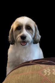 Hollis Matson recently lost her Tibetan Terrier, Sierra, a four-footed  friend well known amongst followers of the Fb group Tibetan Terriers. Linda  Geer has very kindly ordered this stone to remember Sierra