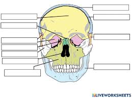 This is a free printable worksheet in pdf format and holds a printable version of the quiz long bone labeling. Skull Labeling Worksheet
