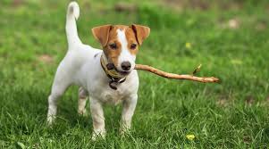 Gave this puppy to my 5yo for her birthday and she loves it!. Jack Russell Terrier Breed Information Traits Temperament