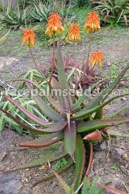 Image result for Aloe cameronii