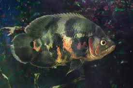 Fin rot can be the result of a bacterial infection (pseudomonas fluorescens, which causes a ragged rotting of the fin). Oscar Fish Diseases Lovetoknow
