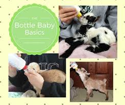 Basics Of Bottle Feeding Goat Kids The Thrifty Homesteader