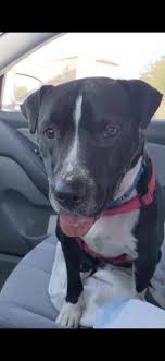 Maybe you would like to learn more about one of these? Dogs For Adoption Near Phoenix Az Petfinder
