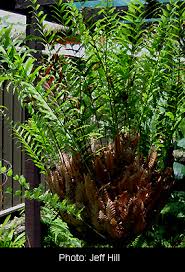 Image result for Drynaria