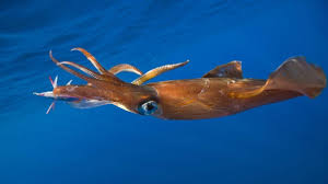 Echter bonito (katsuwomus pelamis) 0303 45 10 Kalmare Grosste Gattung Der Kopffusser